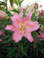 [4365 Roberta DJ No102.JPG]